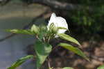 Swamp rosemallow